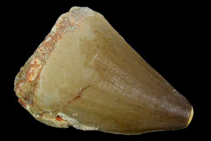Mosasaur (Prognathodon) Tooth - Morocco #118892